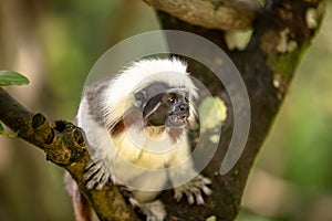 Cotton Top Tamarin Monkey, Saguinus oedipus, sitting on a tree branch