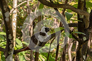 Cotton Top Tamarin Monkey - Saguinus oedipus -sitting on a tree branch