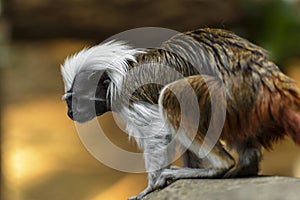 Cotton-top tamarin monkey photo