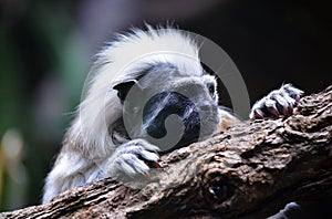 Cotton top Tamarin Monkey photo
