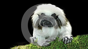 Cotton-top tamarin on a mossy branch