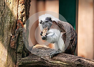 Cotton-top tamarin in open-air photo