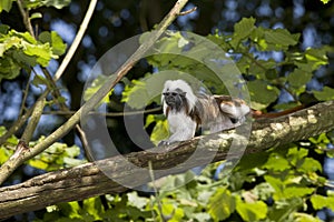 Cotton Top Tamarin or Pinche Marmoset, saguinus oedipus, Adult standing in Tree