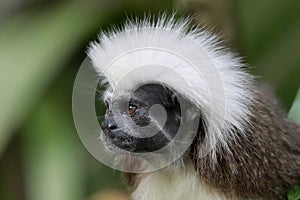 Cotton top tamarin photo