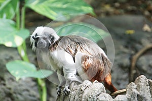Cotton-top tamarin in the Rotterdam Blijdorp Zoo in the Netherlands photo