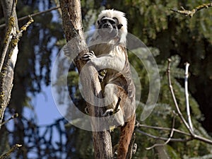 cotton-top tamarin, Saguinus o. oedipus, climbs in the branches