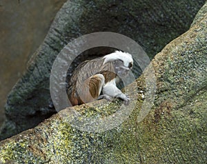 Cotton-top tamarin Saguinus oedipus