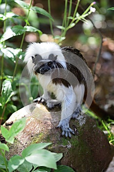 Cotton top tamarin saguinus oedipus