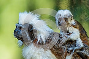 Cotton-top Tamarin - Saguinus oedipus