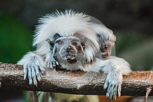 Cotton top Tamarin, Saguinus oedipus, with baby