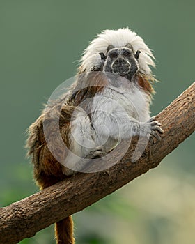 Cotton-top tamarin photo