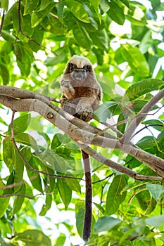 Cotton-top tamarin (Saguinus oedipus), Cartagena. Colombia wildlife animal