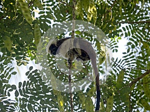 The Cotton-top tamarin, Saguinus oedipus, in a city park in