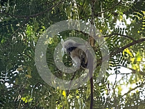 The Cotton-top tamarin, Saguinus oedipus, in a city park in