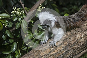 Cotton Top Tamarin Saguinus Oedipus lain on tree branch in sunlight