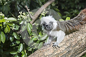 Cotton Top Tamarin Saguinus Oedipus lain on tree branch in sunlight