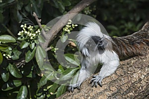 Cotton Top Tamarin Saguinus Oedipus lain on tree branch in sunlight