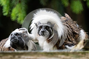 Cotton-top tamarin Saguinus oedipus monkeys