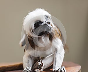 Cotton-Top Tamarin (Saguinus Oedipus). photo