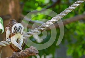 Cotton-top tamarin (Saguinus oedipus) on a rope in a zoo