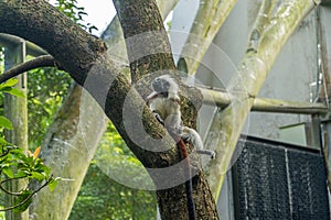 Cotton-top tamarin (Saguinus oedipus) sitting on a tree.