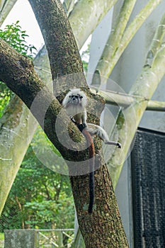 Cotton-top tamarin (Saguinus oedipus) sitting on a tree.