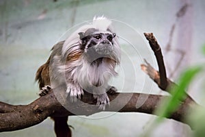 The cotton-top tamarin Saguinus oedipus is a small New World monkey