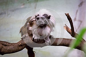 The cotton-top tamarin Saguinus oedipus is a small New World monkey