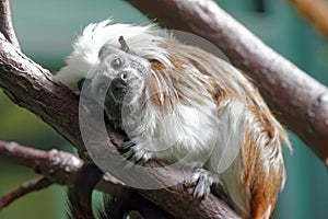 Cotton-top tamarin photo