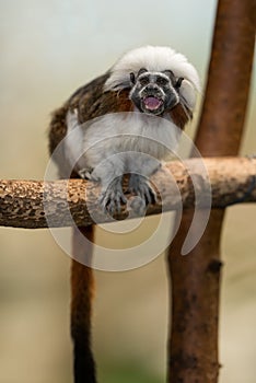 Cotton-top tamarin photo
