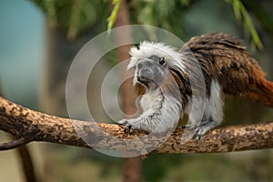 Cotton-top tamarin photo