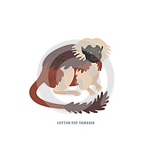 Cotton-top tamarin or Saguinus Oedipus - small New World monkey with white crest on head.
