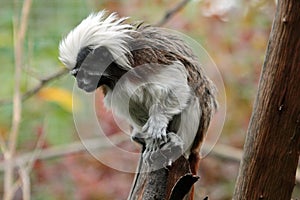 Cotton-top tamarin, Sanguinus oedipus