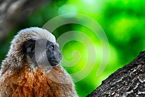 Cotton top tamarin Side View Portrait