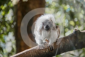 Cotton-top tamarin small monkey on a tree trunk