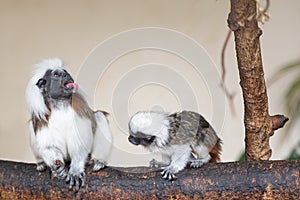 Cotton-top tamarin social interaction with young monkey