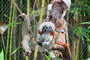 Cotton Top Tamarin