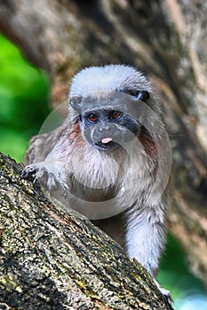 Cotton-Top Tamarin Sticking His Tongue Out