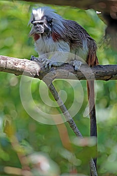 Cotton-top tamarin on a tree