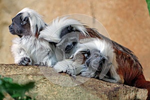 The cotton-top Tamarins monkey