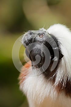 Cotton-top tamarins (Saguinus Oedipus)