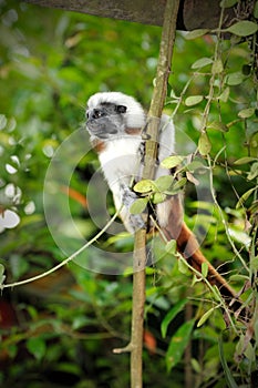 Cotton-top tamarins (Saguinus Oedipus) in Singapor