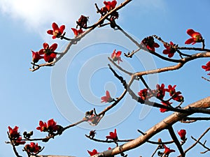 Cotton tree flowers and branches