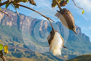 Cotton Tree in La Gran Sabana, Canaima National Park, Venezuela