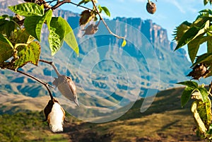 Cotton Tree in La Gran Sabana, Venezuela