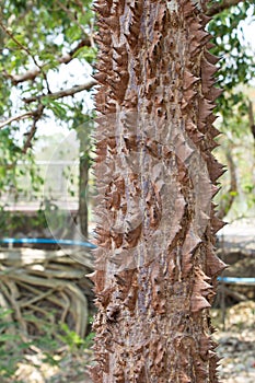 Cotton tree with many of thorns