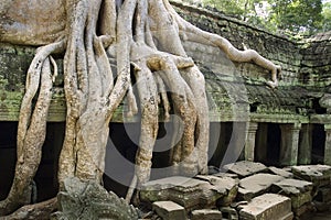 Cotton Tree Roots covering Temple Ruin