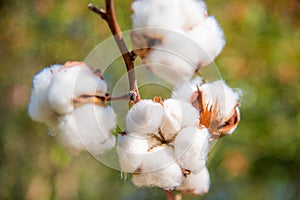 Cotton twig outdoors