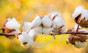 Cotton twig outdoors, sunny day