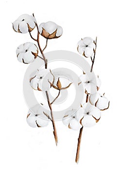 Cotton twigs vector illustration.